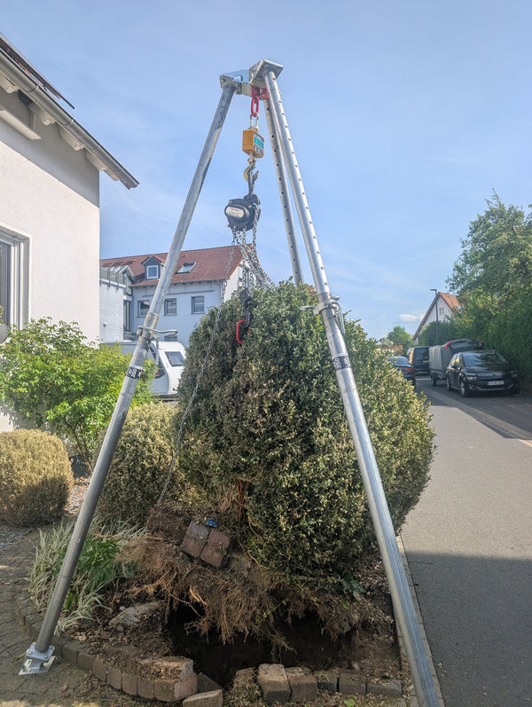 Buchsbaum mit Wurzelballen ohne Bagger entfernen: Bautri Work Dreibein mit Kettenzug im Vorgarten